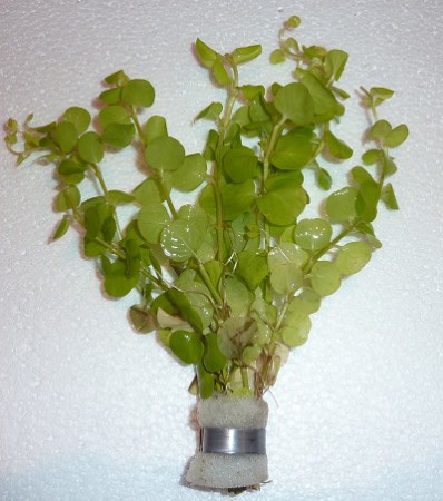 Bacopa australis - 3.90€